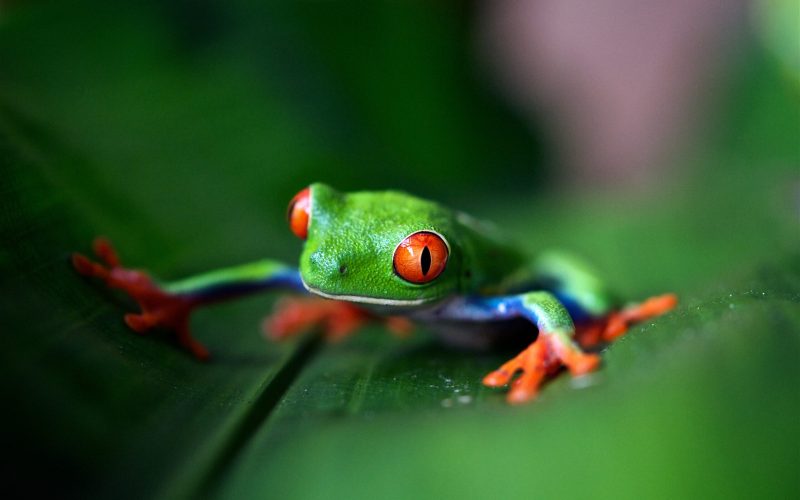 tree frog