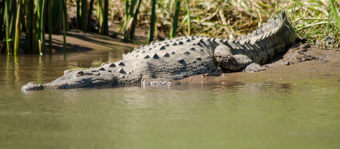 Crocodile