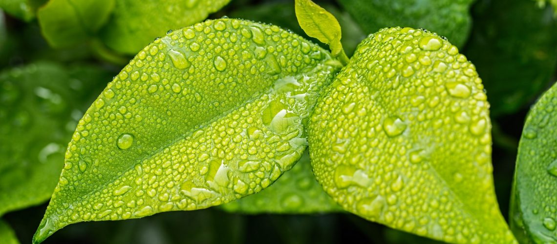 Why you should travel in Green Season