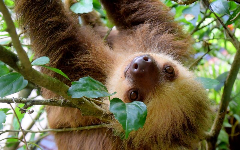 Upside down happy sloth