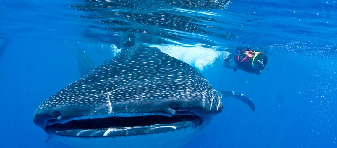 swimming with whale sharks in Cancun HERO