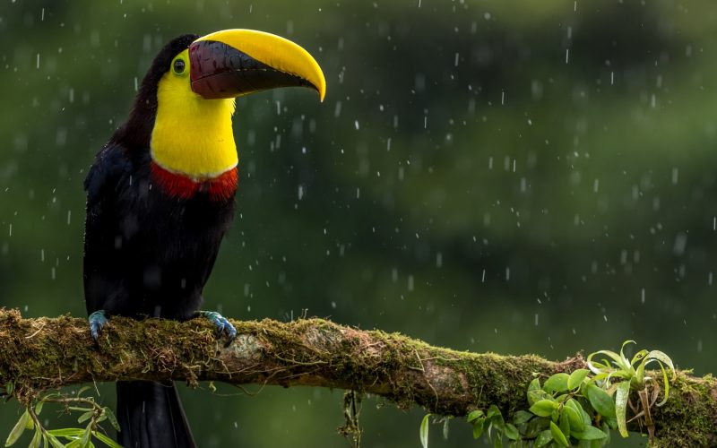 Costa Rica Toucan