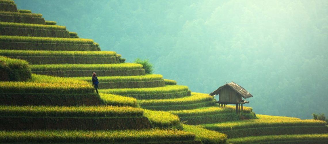 Vietnam rice terraces